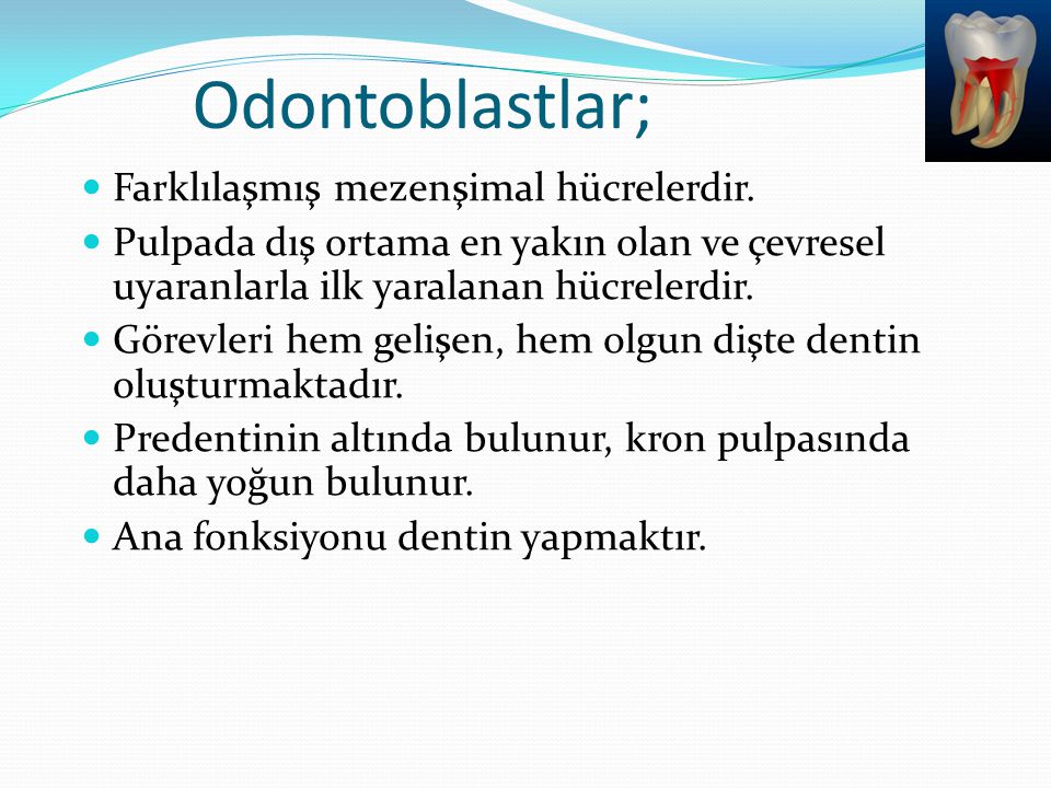 Odontoblastlar; Farklılaşmış mezenşimal hücrelerdir.