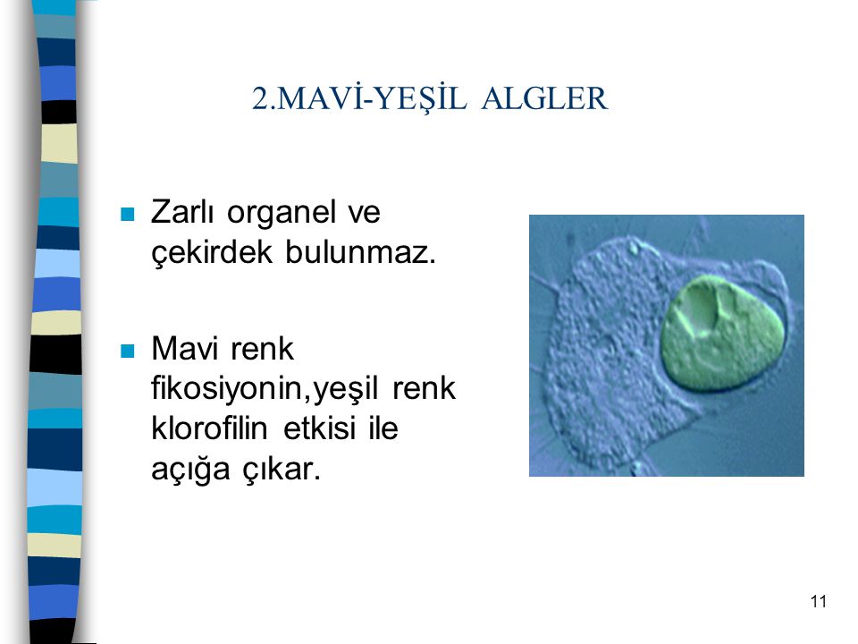 2.MAVİ-YEŞİL ALGLER Zarlı organel ve çekirdek bulunmaz.