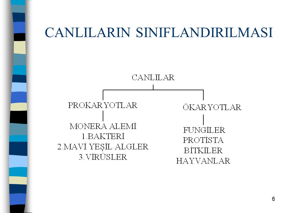 CANLILARIN SINIFLANDIRILMASI