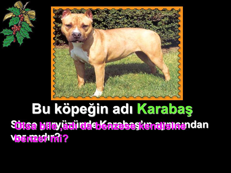 Bu köpeğin adı Karabaş Sizce yeryüzünde Karabaş’ın aynısından var mıdır.