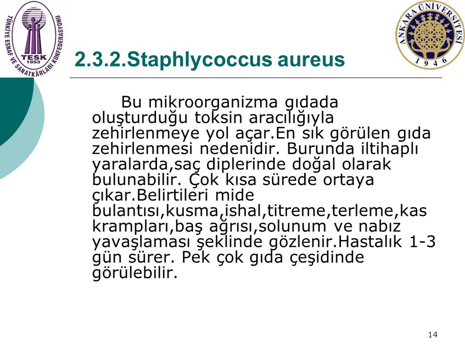 2.3.2.Staphlycoccus aureus