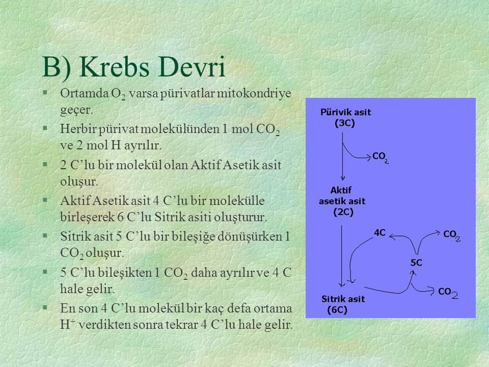 B) Krebs Devri Ortamda O2 varsa pürivatlar mitokondriye geçer.