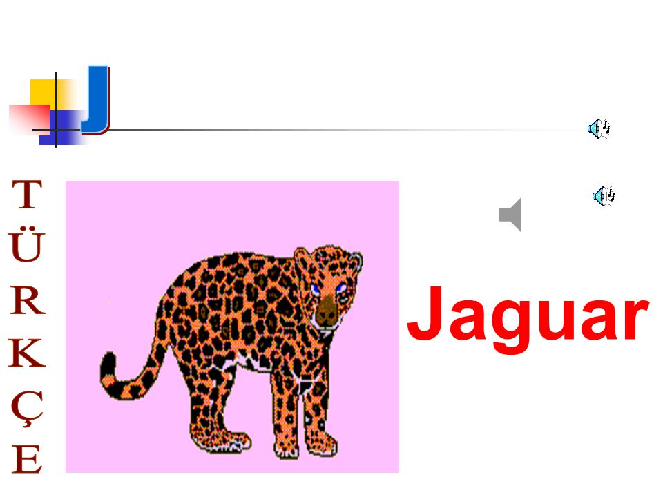 J Jaguar TÜRKÇE