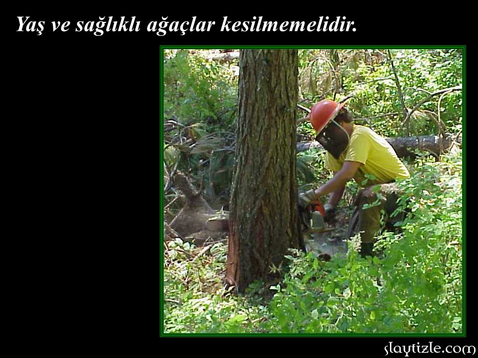 Yaş ve sağlıklı ağaçlar kesilmemelidir.