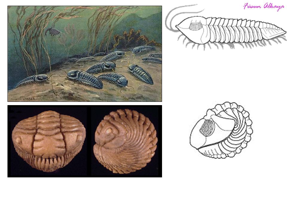 На рисунке изображен трилобит вымершее около 270 млн лет назад животное используя фрагмент