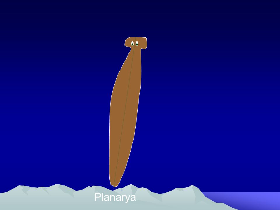 Planarya