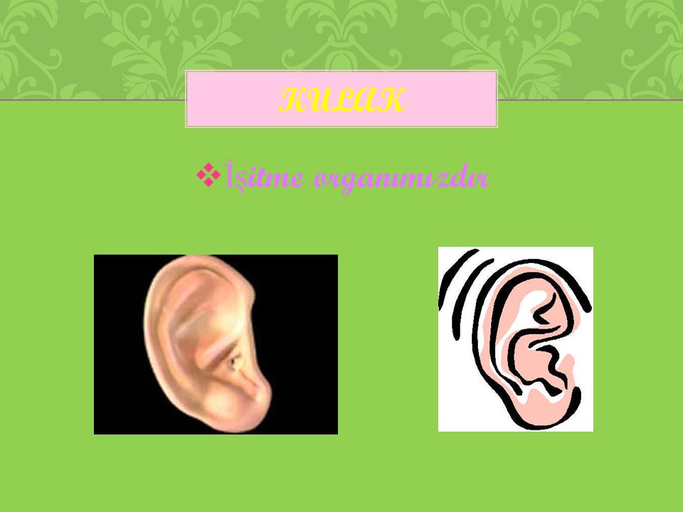 kulak İşitme organımızdır