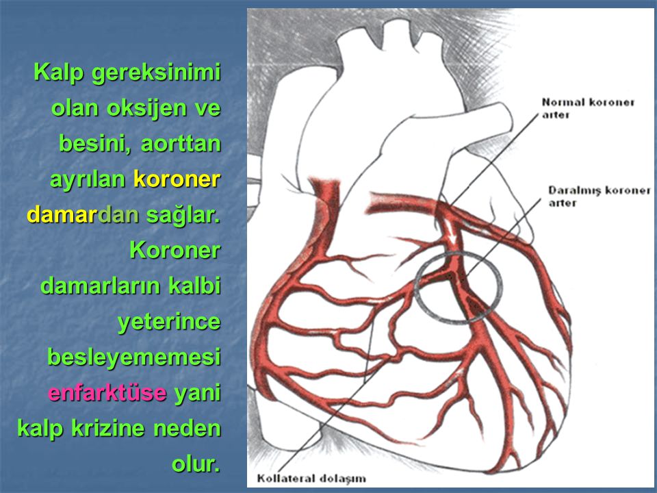 Kalp gereksinimi olan oksijen ve besini, aorttan ayrılan koroner damardan sağlar.