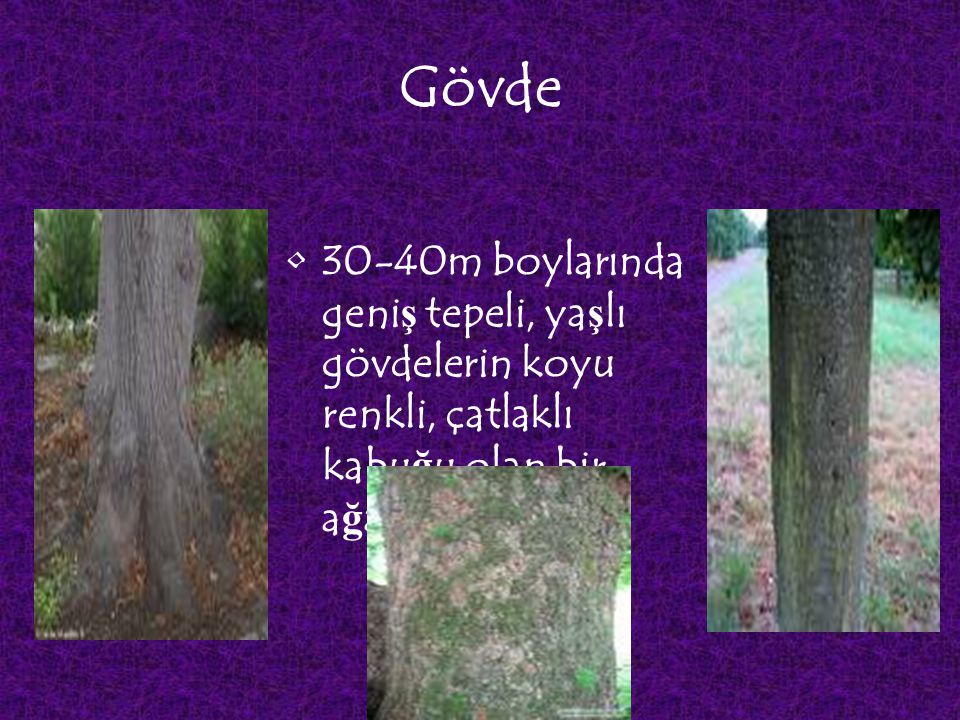 Gövde 30-40m boylarında geniş tepeli, yaşlı gövdelerin koyu renkli, çatlaklı kabuğu olan bir ağaçtır.