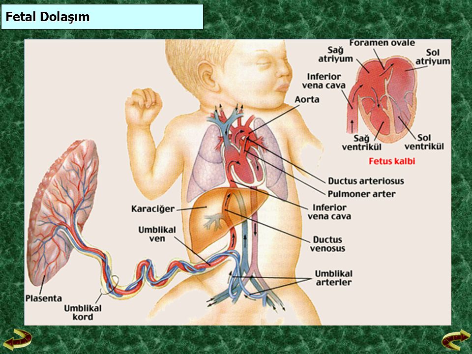 Fetal Dolaşım