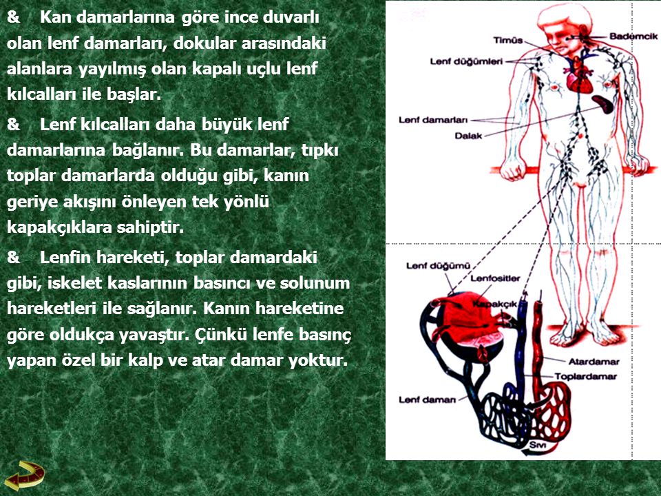 & Kan damarlarına göre ince duvarlı olan lenf damarları, dokular arasındaki alanlara yayılmış olan kapalı uçlu lenf kılcalları ile başlar.
