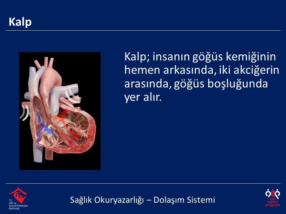 Kalp; insanın göğüs kemiğinin hemen arkasında, iki akciğerin