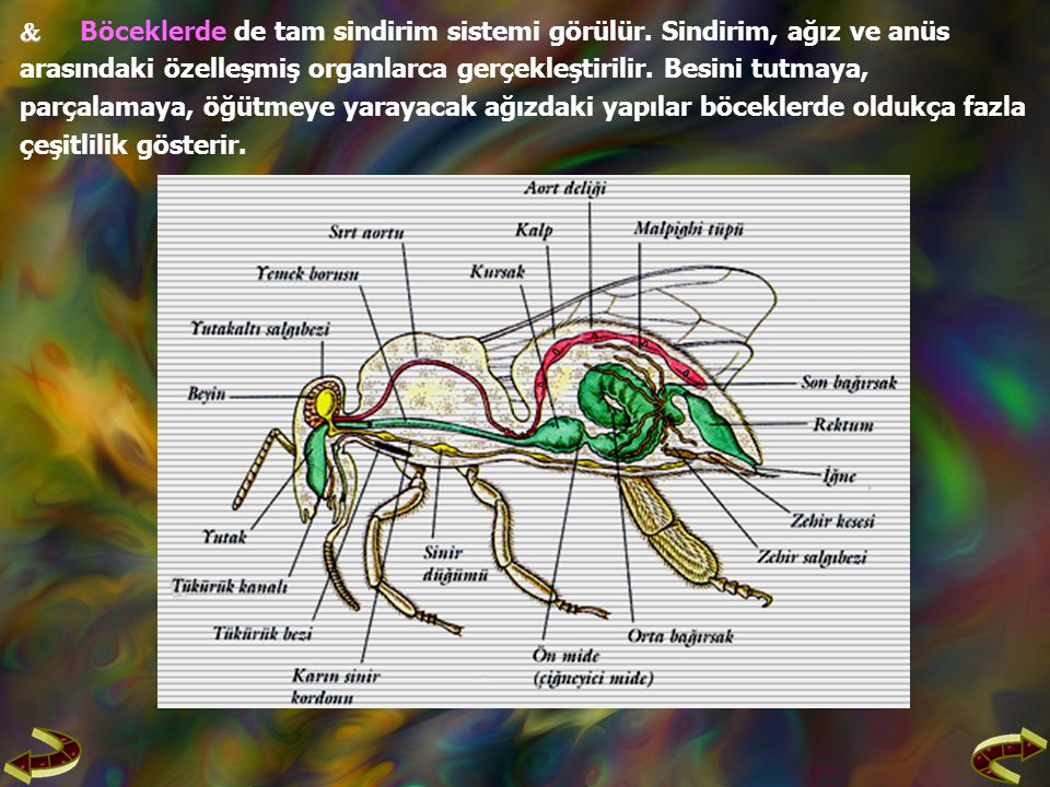  Böceklerde de tam sindirim sistemi görülür. Sindirim, ağız ve anüs