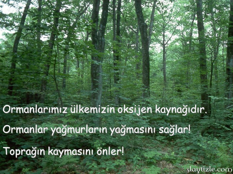 Ormanlarımız ülkemizin oksijen kaynağıdır.