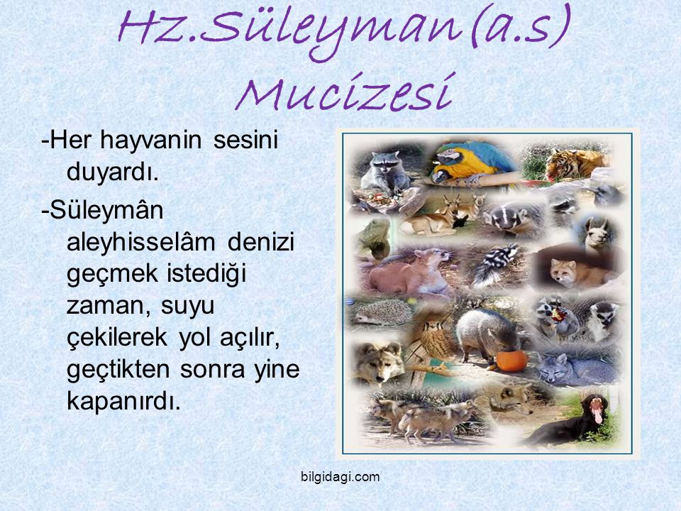 Hz.Süleyman(a.s) Mucizesi