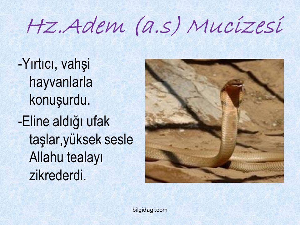 Hz.Adem (a.s) Mucizesi -Yırtıcı, vahşi hayvanlarla konuşurdu.
