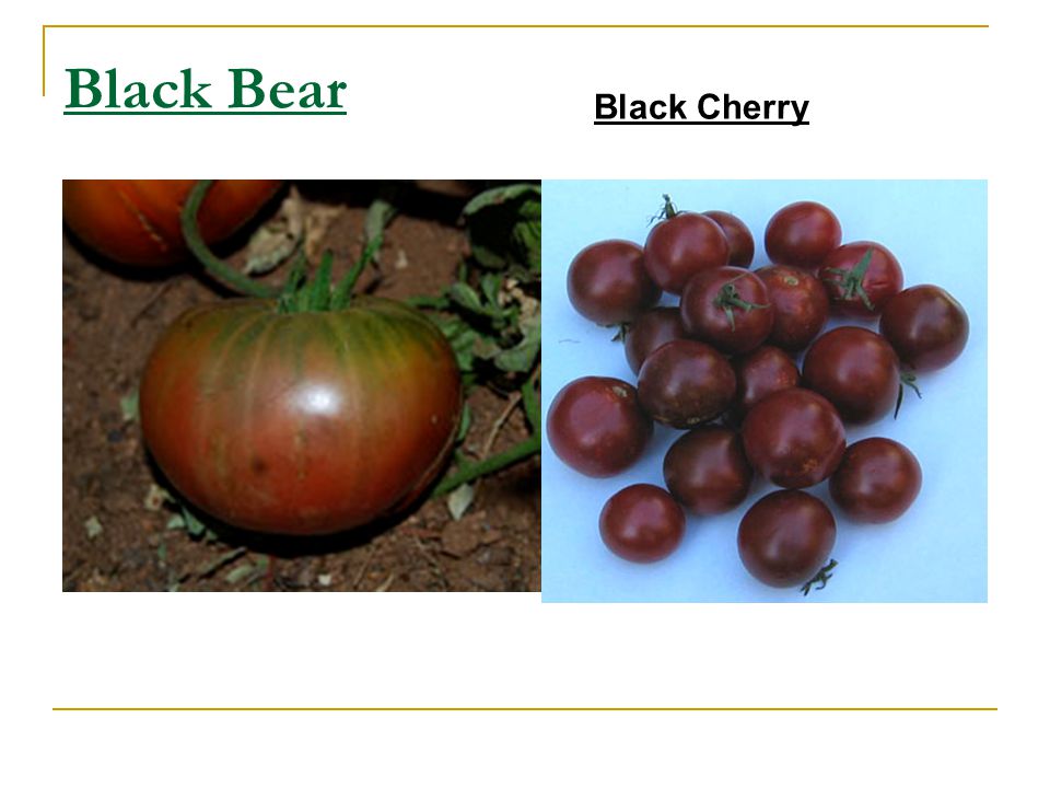 Black Bear Black Cherry