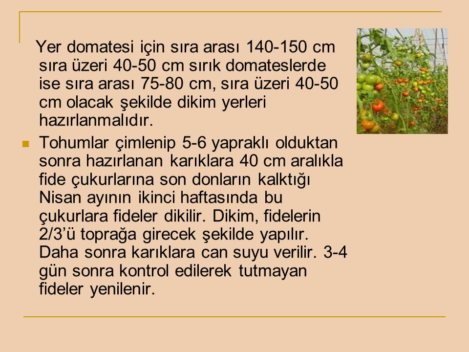 Yer domatesi için sıra arası cm sıra üzeri cm sırık domateslerde ise sıra arası cm, sıra üzeri cm olacak şekilde dikim yerleri hazırlanmalıdır.