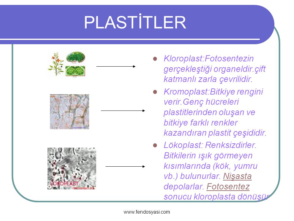 PLASTİTLER Kloroplast:Fotosentezin gerçekleştiği organeldir.çift katmanlı zarla çevrilidir.