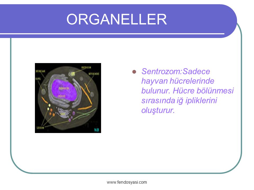 ORGANELLER Sentrozom:Sadece hayvan hücrelerinde bulunur. Hücre bölünmesi sırasında iğ ipliklerini oluşturur.