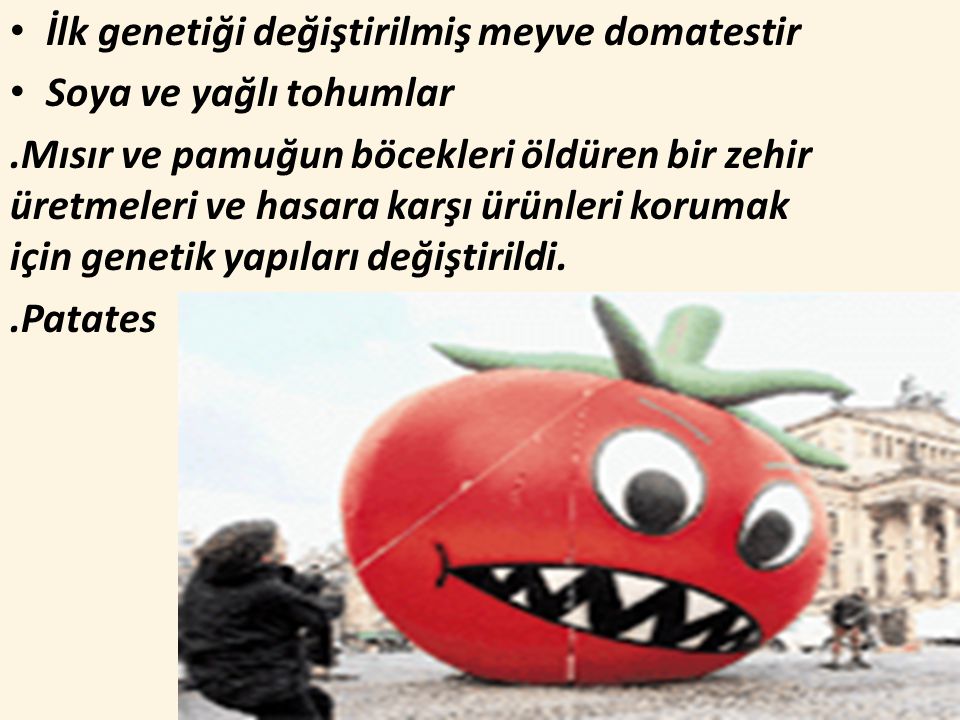 İlk genetiği değiştirilmiş meyve domatestir