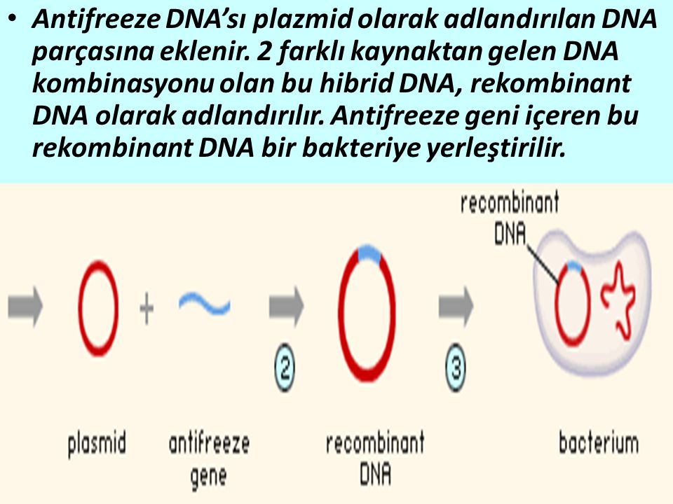 Antifreeze DNA’sı plazmid olarak adlandırılan DNA parçasına eklenir