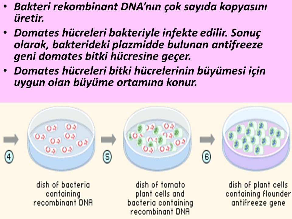 Bakteri rekombinant DNA’nın çok sayıda kopyasını üretir.