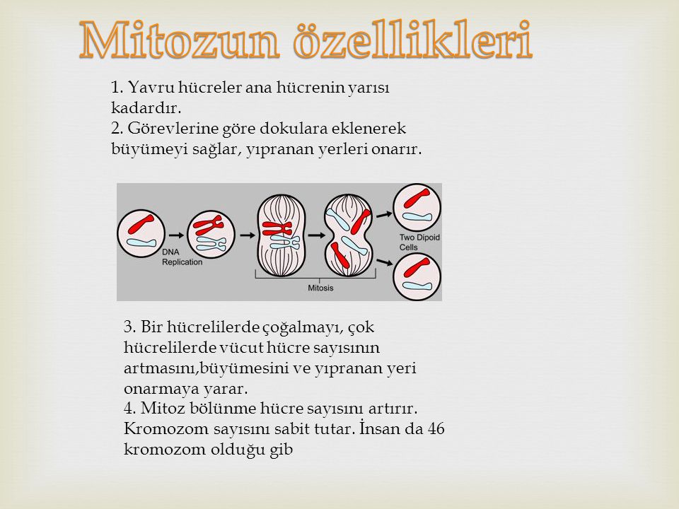 Mitozun özellikleri 1. Yavru hücreler ana hücrenin yarısı kadardır. 2. Görevlerine göre dokulara eklenerek büyümeyi sağlar, yıpranan yerleri onarır.