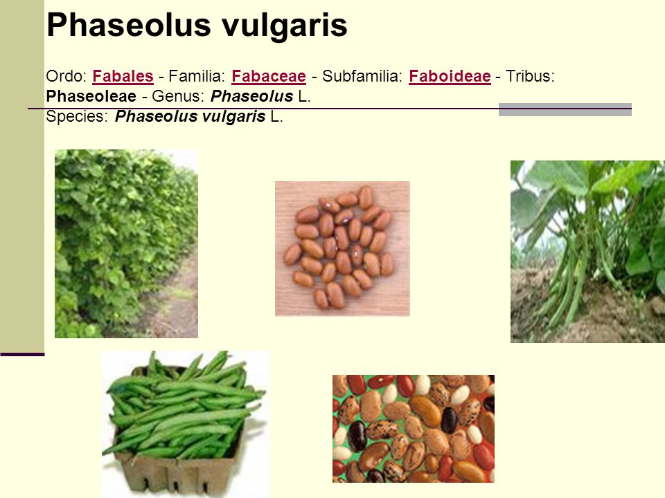 Phaseolus vulgaris Ordo: Fabales - Familia: Fabaceae - Subfamilia: Faboideae - Tribus: Phaseoleae - Genus: Phaseolus L.