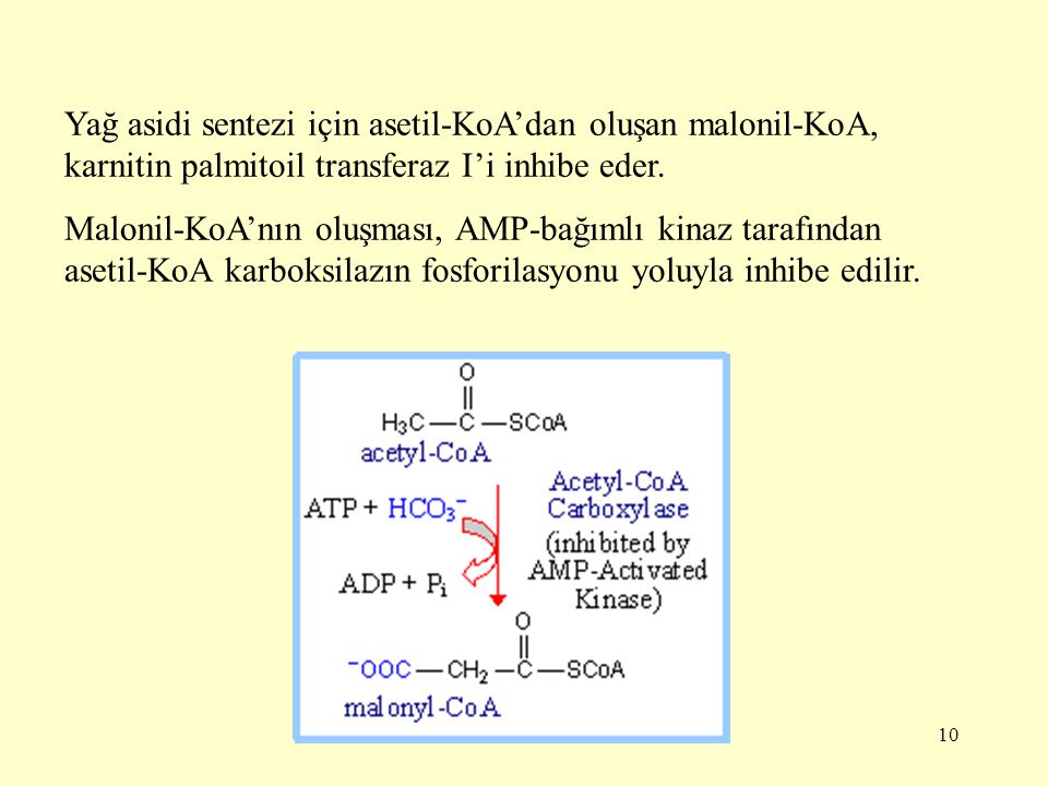Yağ asidi sentezi için asetil-KoA’dan oluşan malonil-KoA, karnitin palmitoil transferaz I’i inhibe eder.