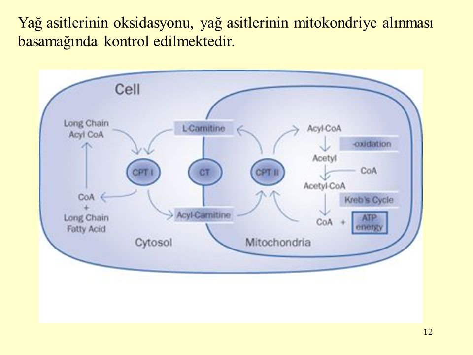 Yağ asitlerinin oksidasyonu, yağ asitlerinin mitokondriye alınması basamağında kontrol edilmektedir.