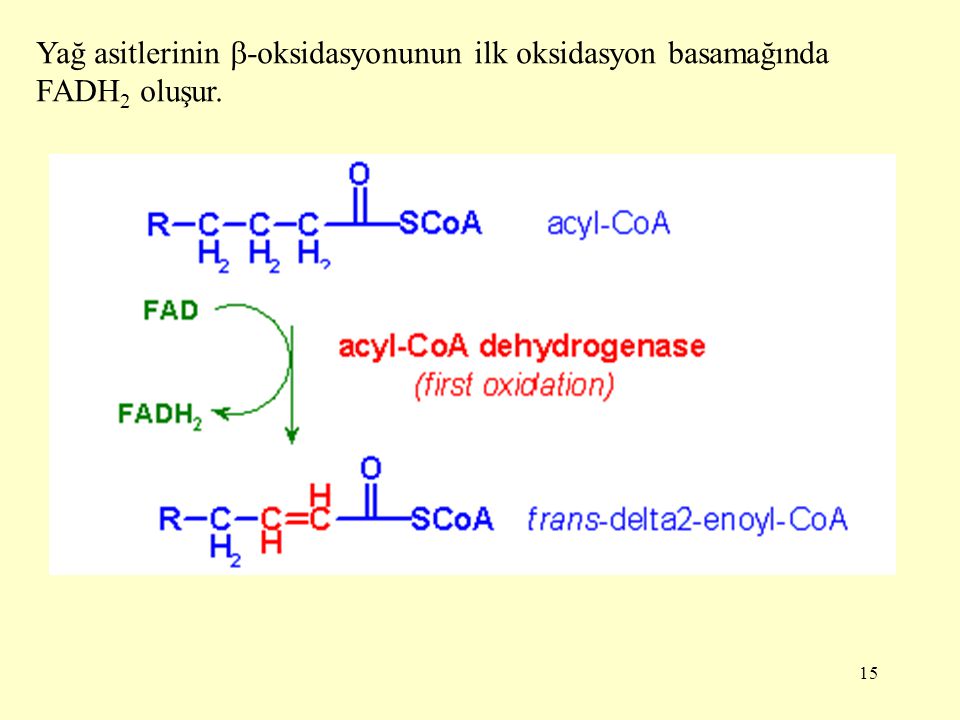 Yağ asitlerinin -oksidasyonunun ilk oksidasyon basamağında FADH2 oluşur.