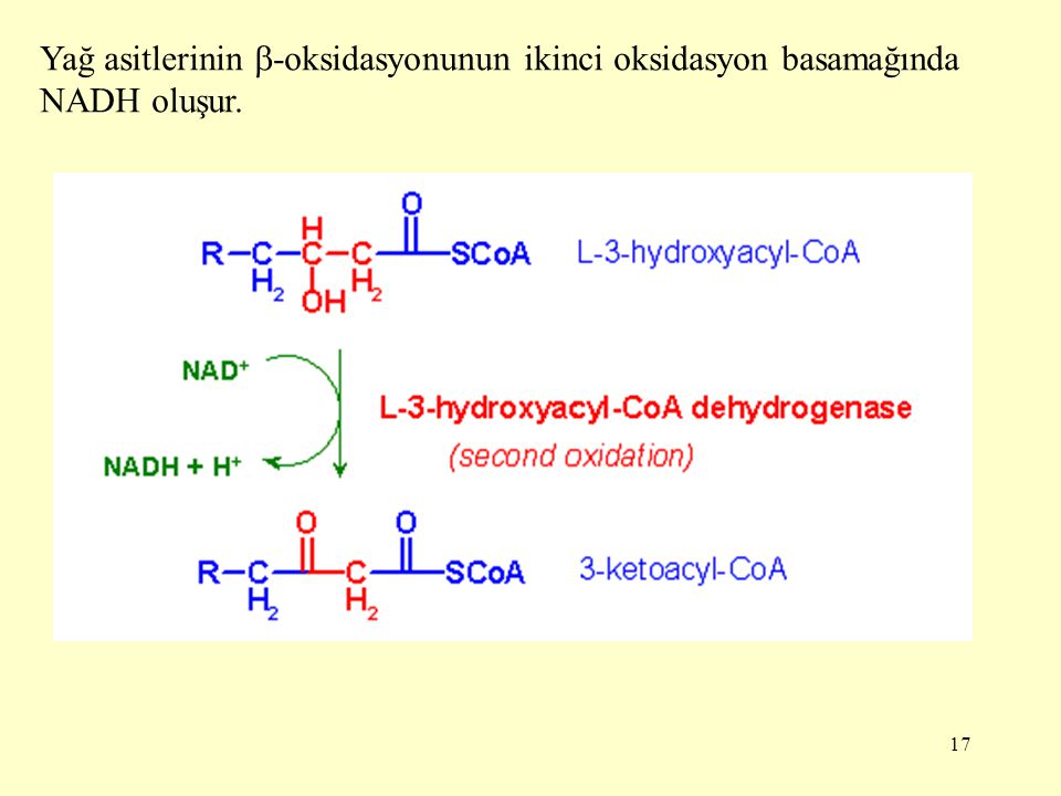 Yağ asitlerinin -oksidasyonunun ikinci oksidasyon basamağında NADH oluşur.