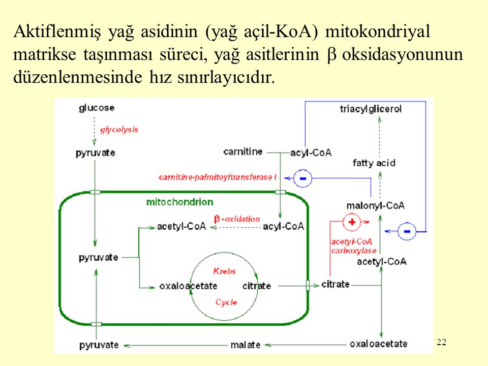 Aktiflenmiş yağ asidinin (yağ açil-KoA) mitokondriyal matrikse taşınması süreci, yağ asitlerinin  oksidasyonunun düzenlenmesinde hız sınırlayıcıdır.