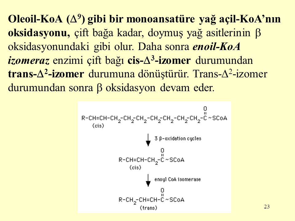 Oleoil-KoA (9) gibi bir monoansatüre yağ açil-KoA’nın oksidasyonu, çift bağa kadar, doymuş yağ asitlerinin  oksidasyonundaki gibi olur.