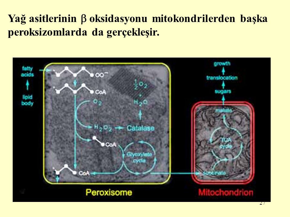 Yağ asitlerinin  oksidasyonu mitokondrilerden başka peroksizomlarda da gerçekleşir.