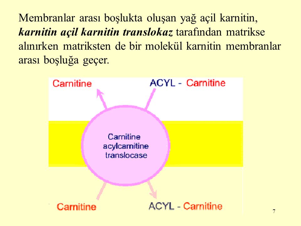Membranlar arası boşlukta oluşan yağ açil karnitin, karnitin açil karnitin translokaz tarafından matrikse alınırken matriksten de bir molekül karnitin membranlar arası boşluğa geçer.