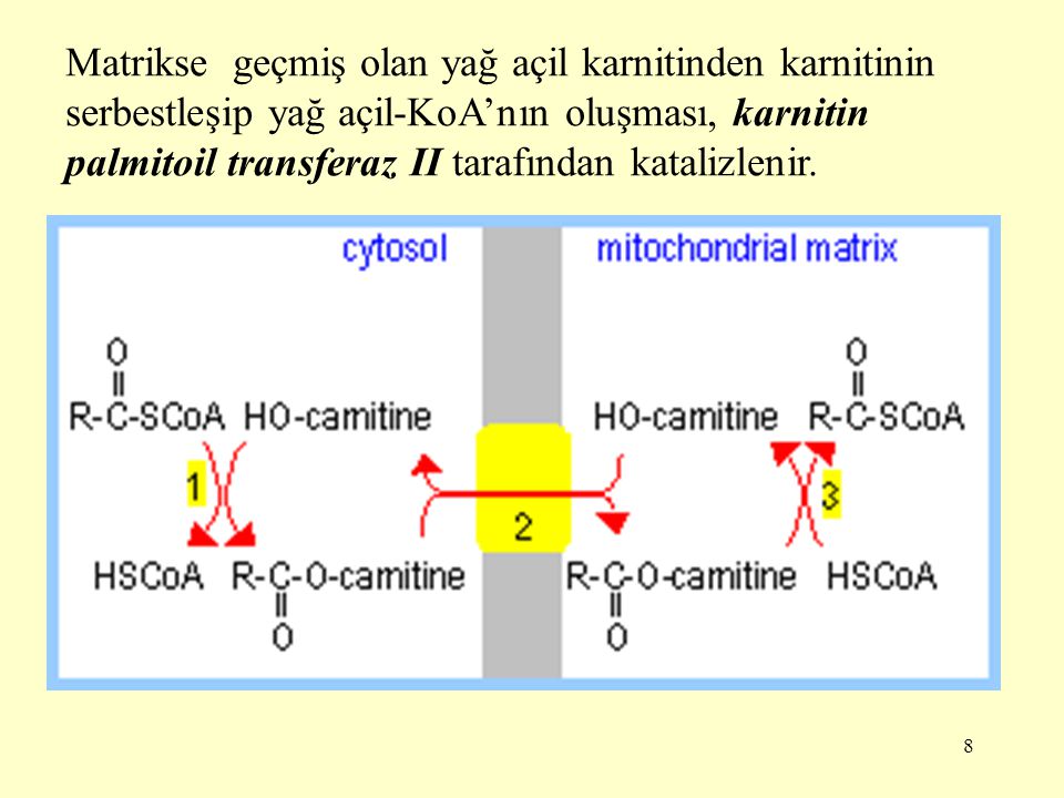 Matrikse geçmiş olan yağ açil karnitinden karnitinin serbestleşip yağ açil-KoA’nın oluşması, karnitin palmitoil transferaz II tarafından katalizlenir.