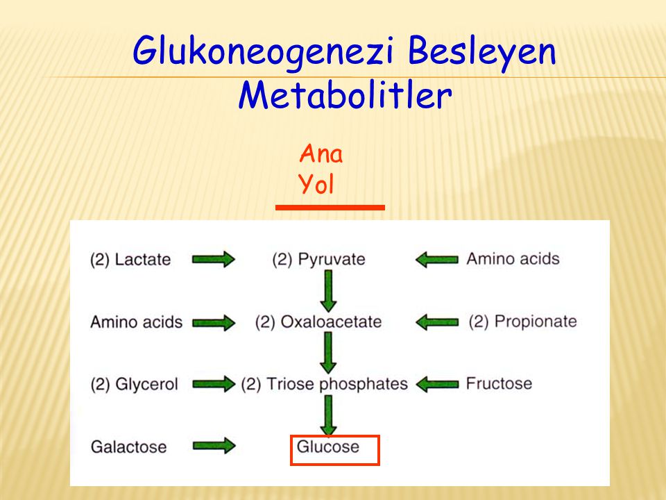 Glukoneogenezi Besleyen Metabolitler