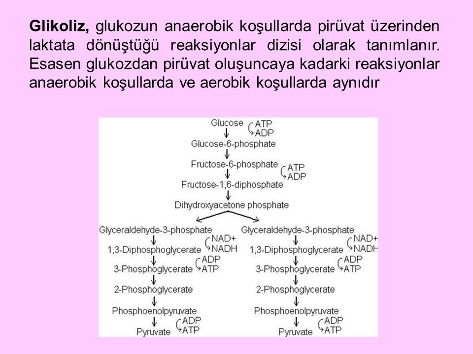 Glikoliz, glukozun anaerobik koşullarda pirüvat üzerinden laktata dönüştüğü reaksiyonlar dizisi olarak tanımlanır.