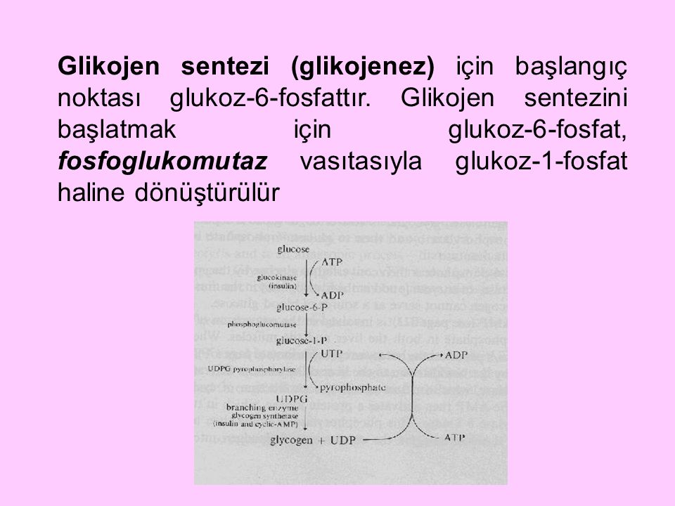 Glikojen sentezi (glikojenez) için başlangıç noktası glukoz-6-fosfattır.