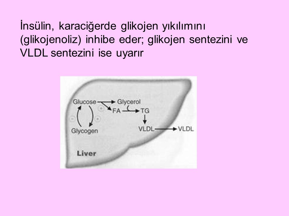 İnsülin, karaciğerde glikojen yıkılımını (glikojenoliz) inhibe eder; glikojen sentezini ve VLDL sentezini ise uyarır