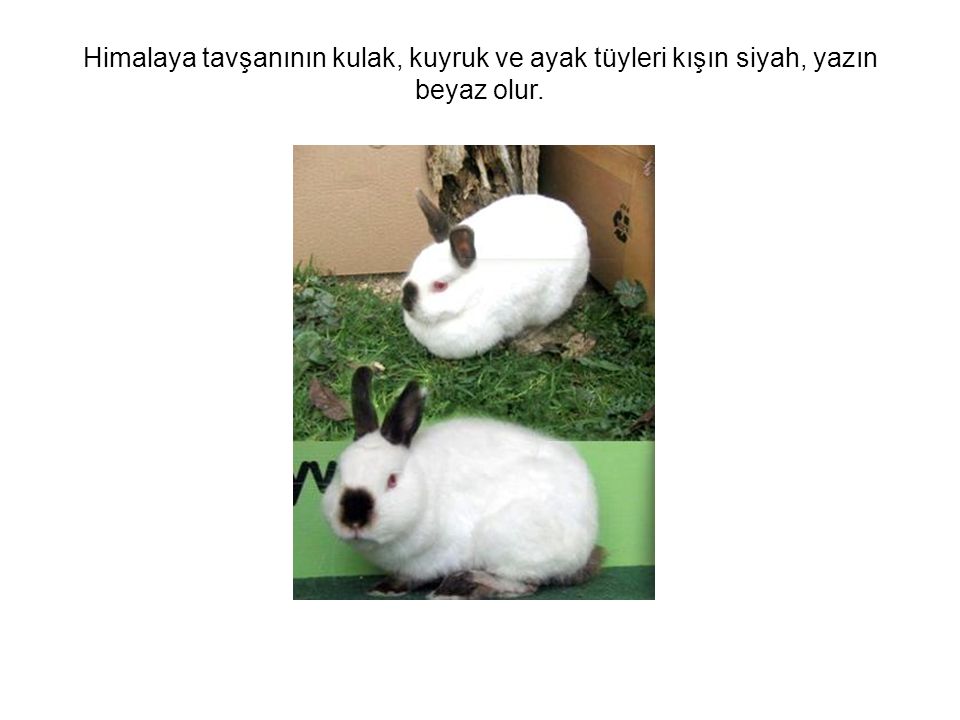 Himalaya tavşanının kulak, kuyruk ve ayak tüyleri kışın siyah, yazın beyaz olur.