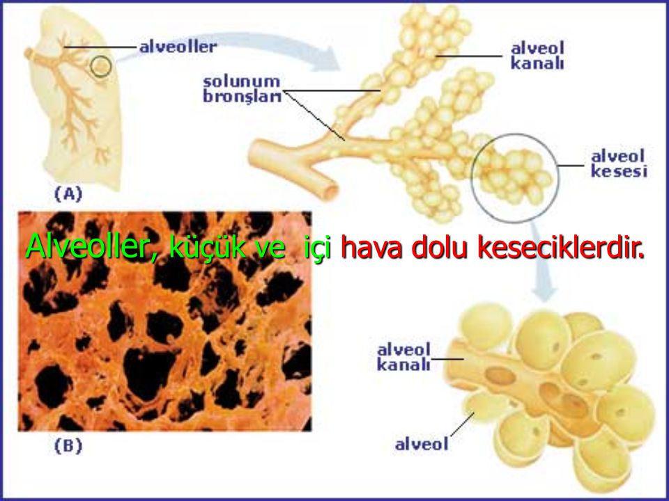 Alveoller, küçük ve içi hava dolu keseciklerdir.