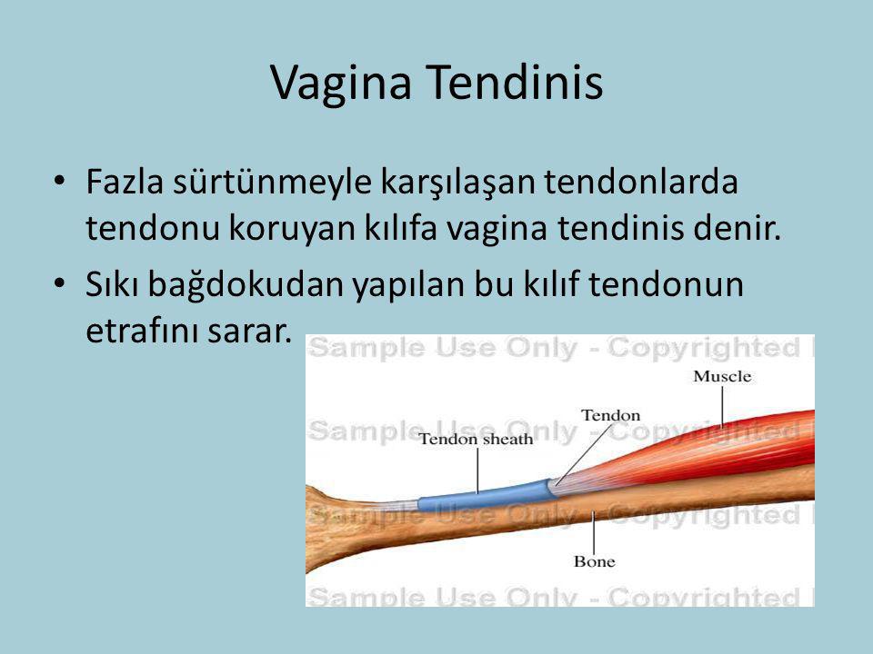 Vagina Tendinis Fazla sürtünmeyle karşılaşan tendonlarda tendonu koruyan kılıfa vagina tendinis denir.