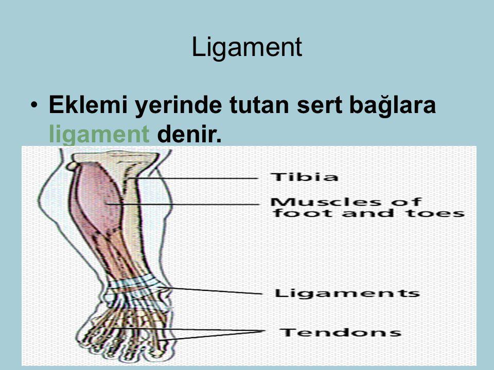 Ligament Eklemi yerinde tutan sert bağlara ligament denir
