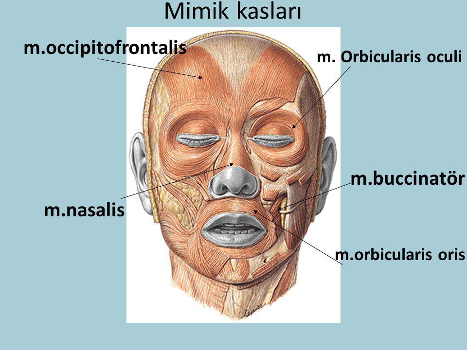 Mimik kasları m.occipitofrontalis m.buccinatör m.nasalis