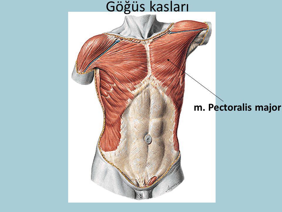 Göğüs kasları m. Pectoralis major