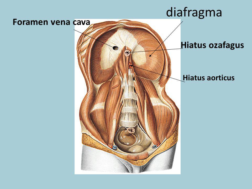 diafragma Foramen vena cava Hiatus ozafagus Hiatus aorticus