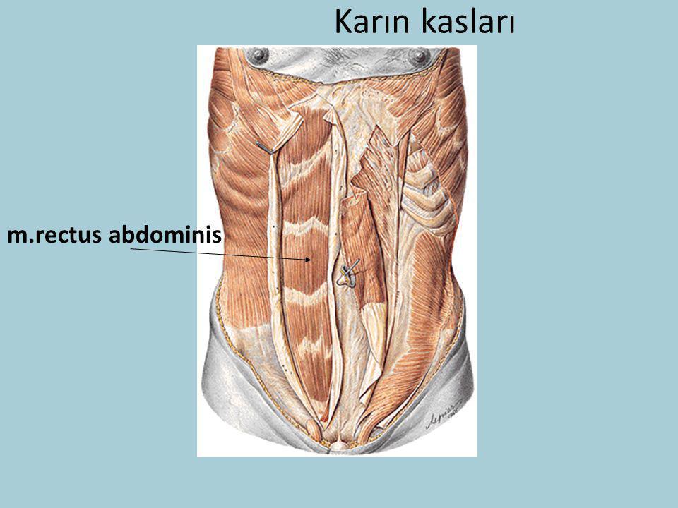 Karın kasları m.rectus abdominis